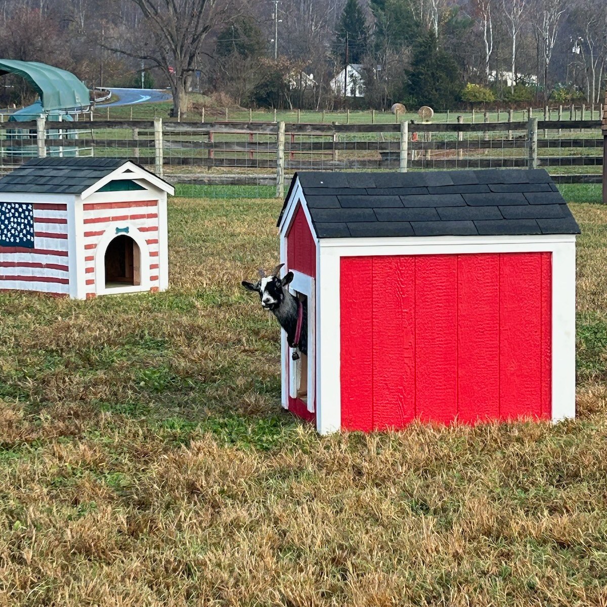 Goat looking out of a red small shed with another shed in the background.